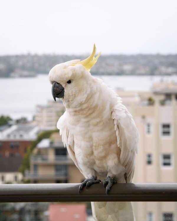 australian_cockatoos_262444883_445565670467924_2006791244850763962_n-600x749