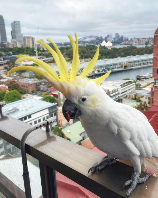 australian_cockatoos_262854981_2752046525089227_673488943131245185_n-600x749