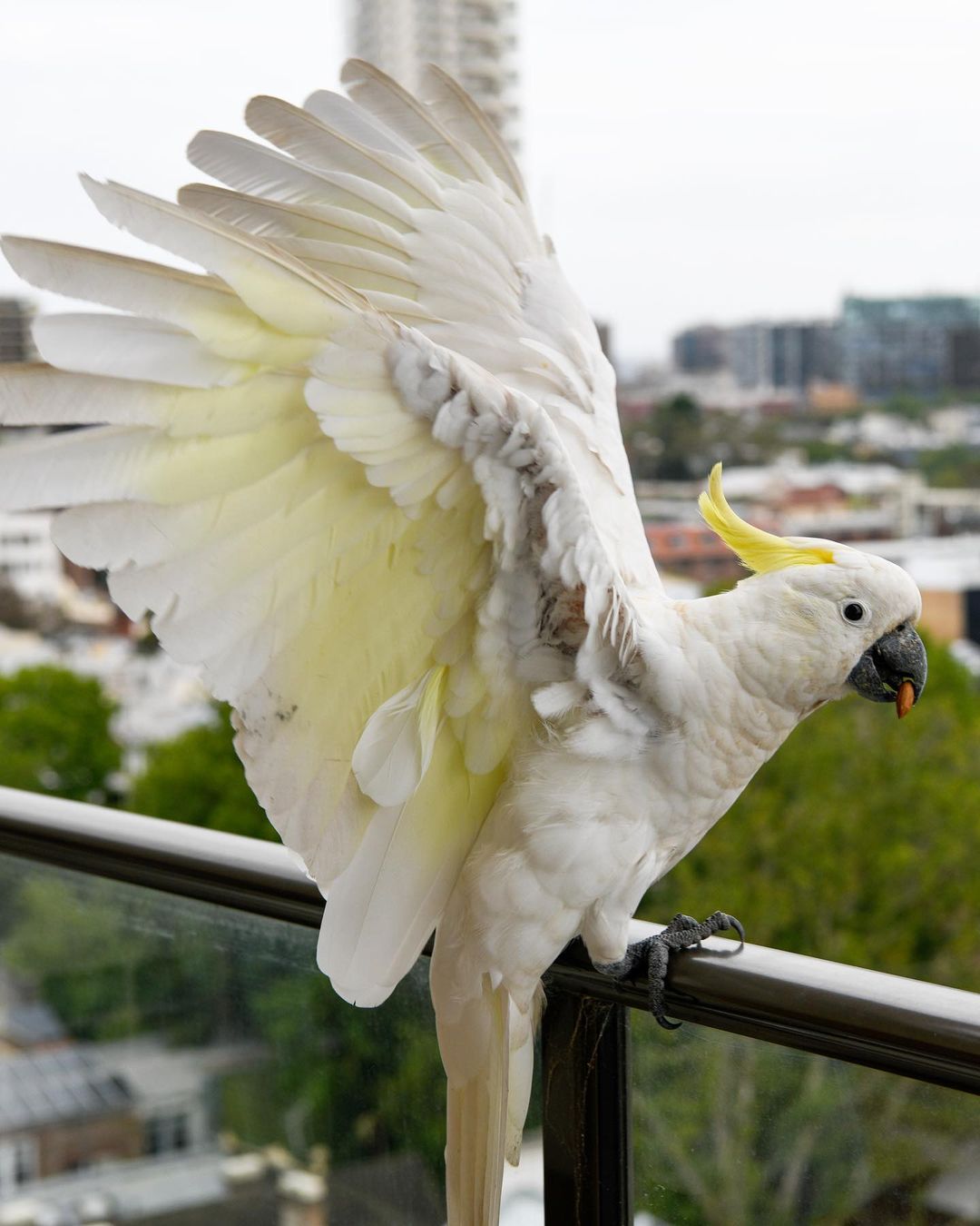 australian_cockatoos_264000877_1240072736484794_6274976164289083523_n