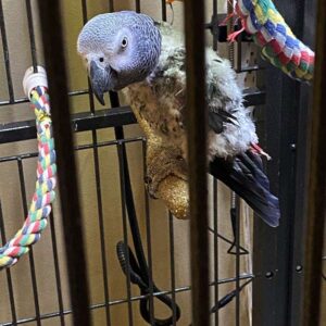 African Grey Congos (2 – Male and Female) With Cage