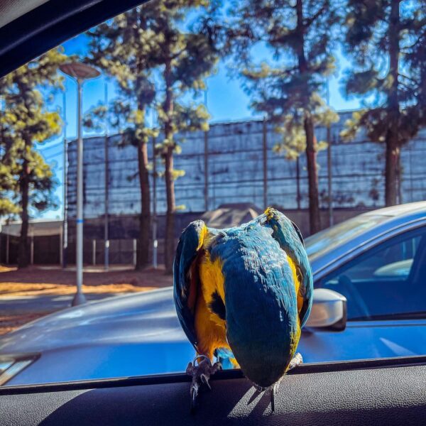 baby_themacaw_242227365_284230363227268_674961338195514772_n-600x600