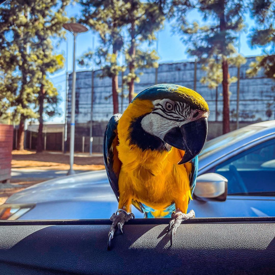 baby_themacaw_242237260_396916941889402_6008542338692446072_n