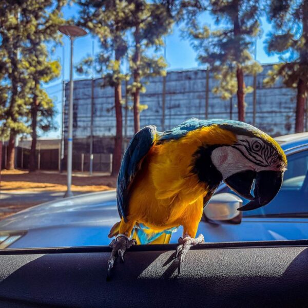 baby_themacaw_242271268_574216887345383_7973036519637234905_n-600x600