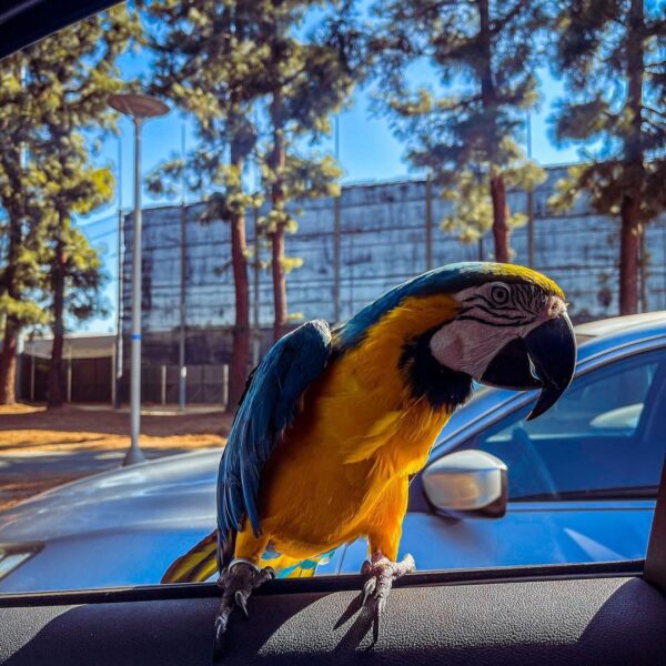 baby_themacaw_242294839_1217955978631243_8505401824586290652_n-600x600