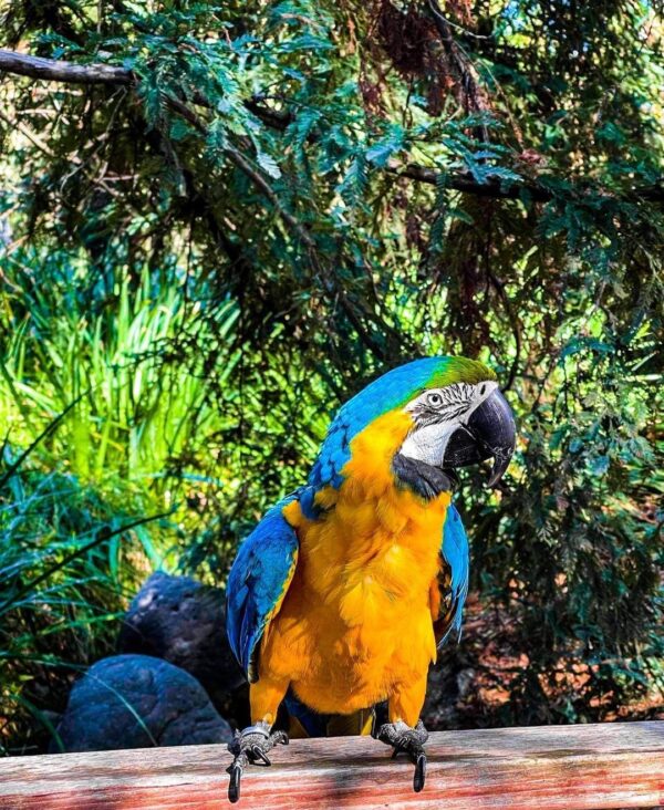 baby_themacaw_248611340_402814438073512_8318690328817995429_n-600x732