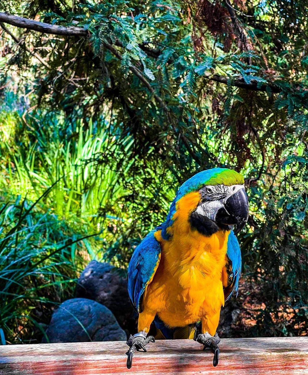 baby_themacaw_248631713_415540463473009_4046590659368711053_n