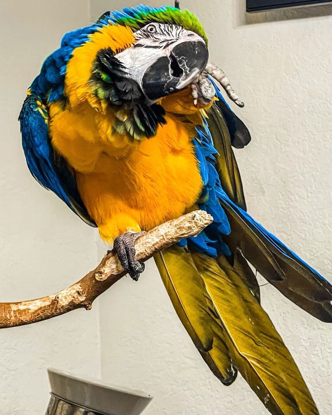 baby_themacaw_267153612_625045448538625_7308451912168107762_n