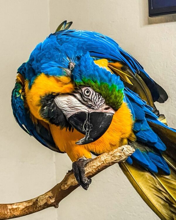baby_themacaw_267525452_406096671301833_4316954146005750689_n-600x750