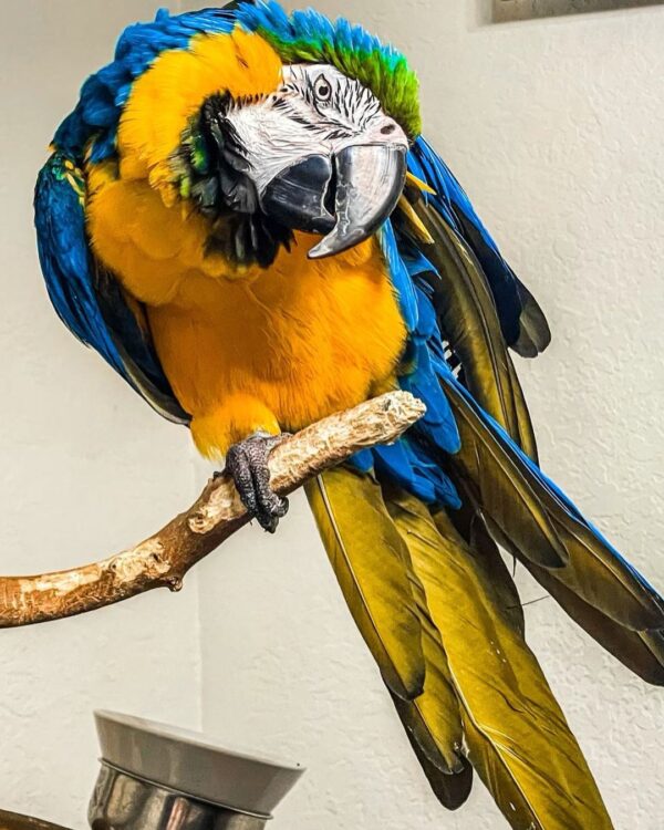 baby_themacaw_268013167_4555630584522492_1848741941824256953_n-600x750