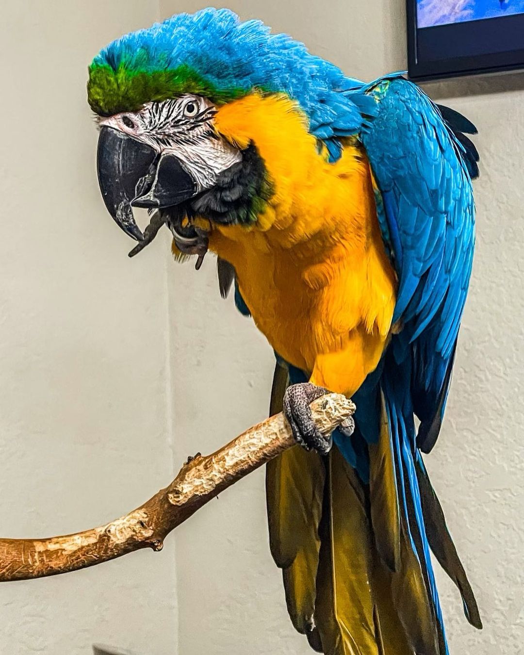 baby_themacaw_268312714_643159067115440_8059400797095146613_n