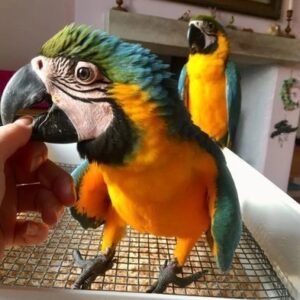 Blue and Gold Macaw Pair