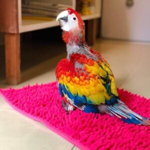Hand-Tamed Baby Scarlet Macaw