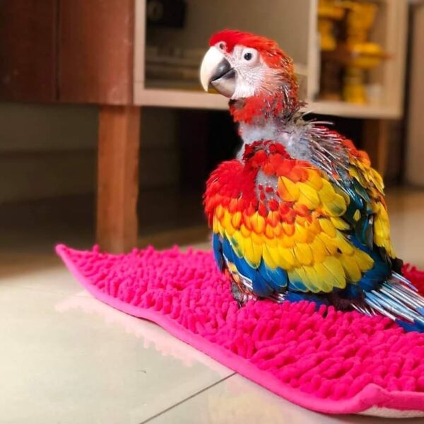 birdopia_187766256_321284186027597_2514890750818051411_n-600x600