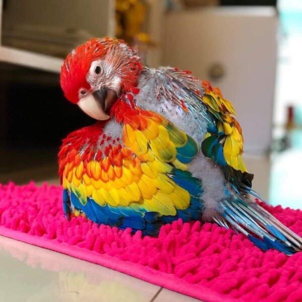 birdopia_188020911_522462482114343_976711303402877501_n-600x600