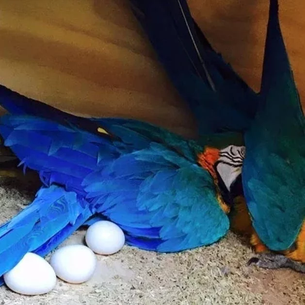 blue-and-gld-macaw-eggs