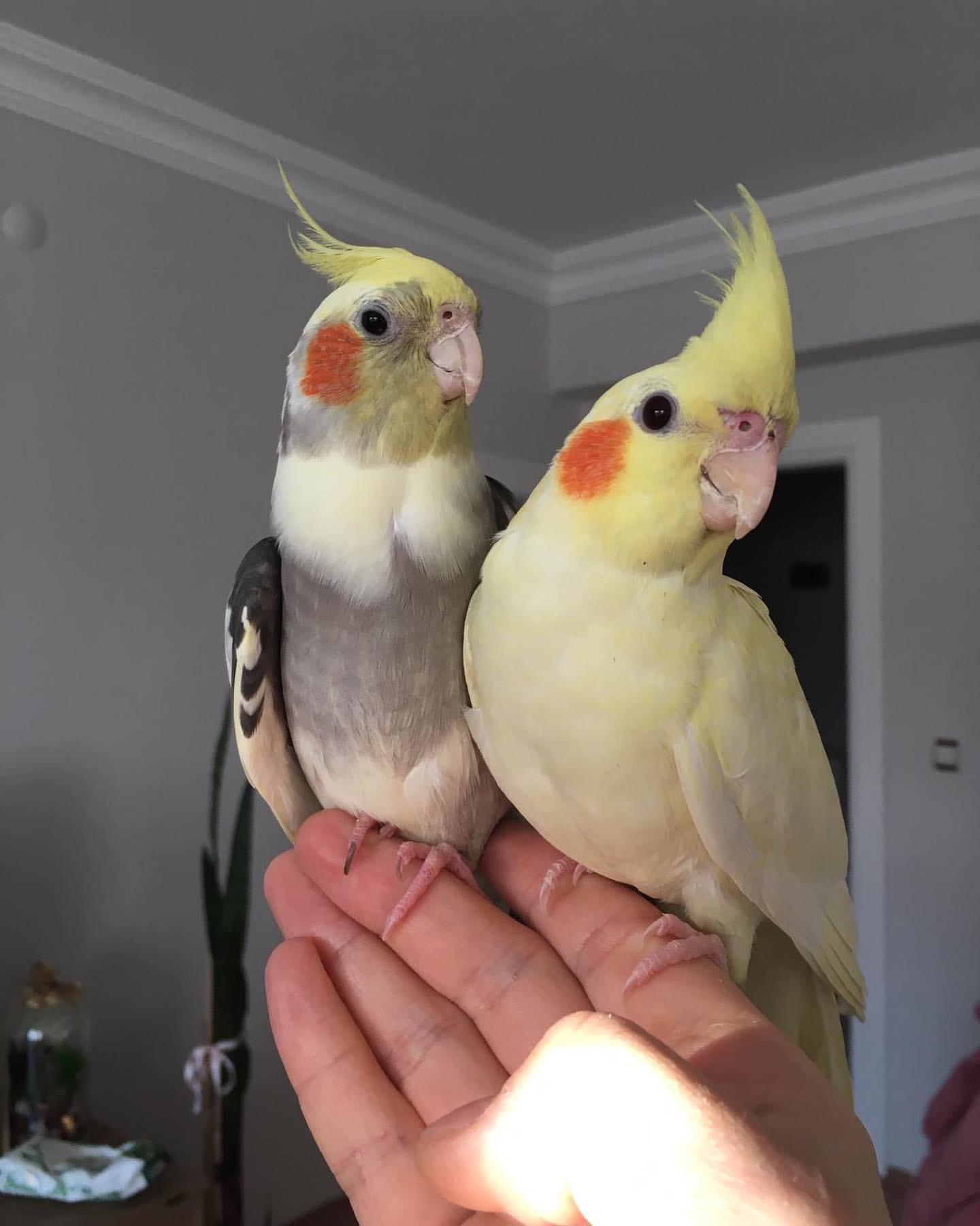 cockatiel-1