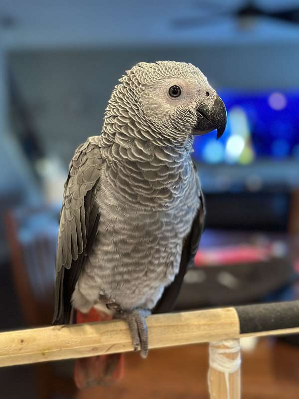 congo-african-grey-parrot-for-sale