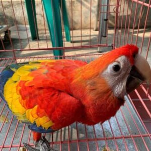Scarlet Macaw – Female (5 Months Old)
