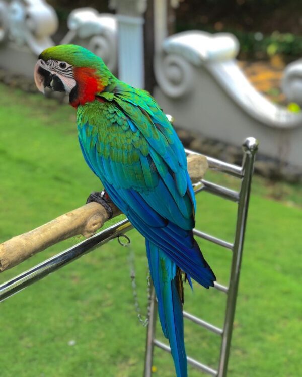 dimas_aryo_pamungkas_242917863_200979175438493_8336107706877136533_n-600x750