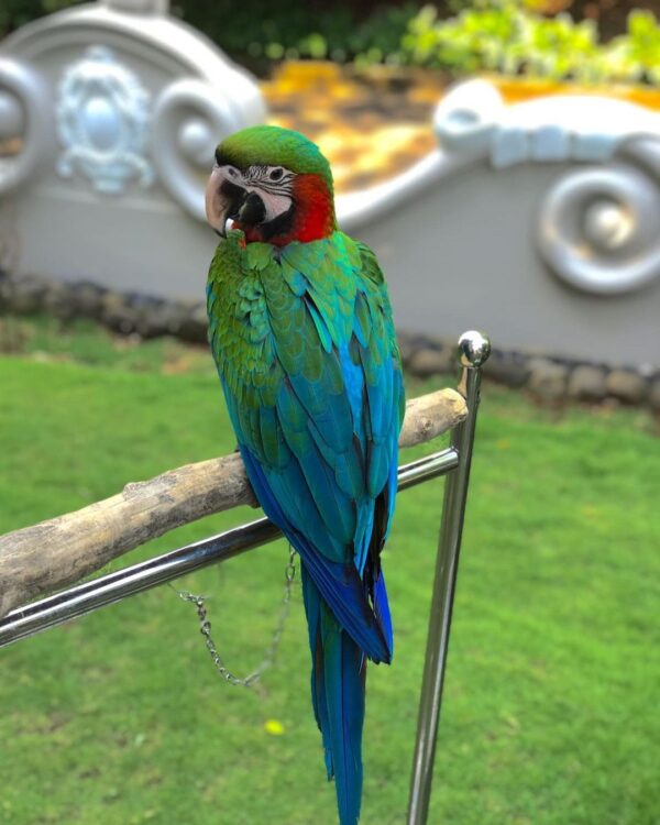 dimas_aryo_pamungkas_243142241_134881005541887_7735849010547633387_n-600x750