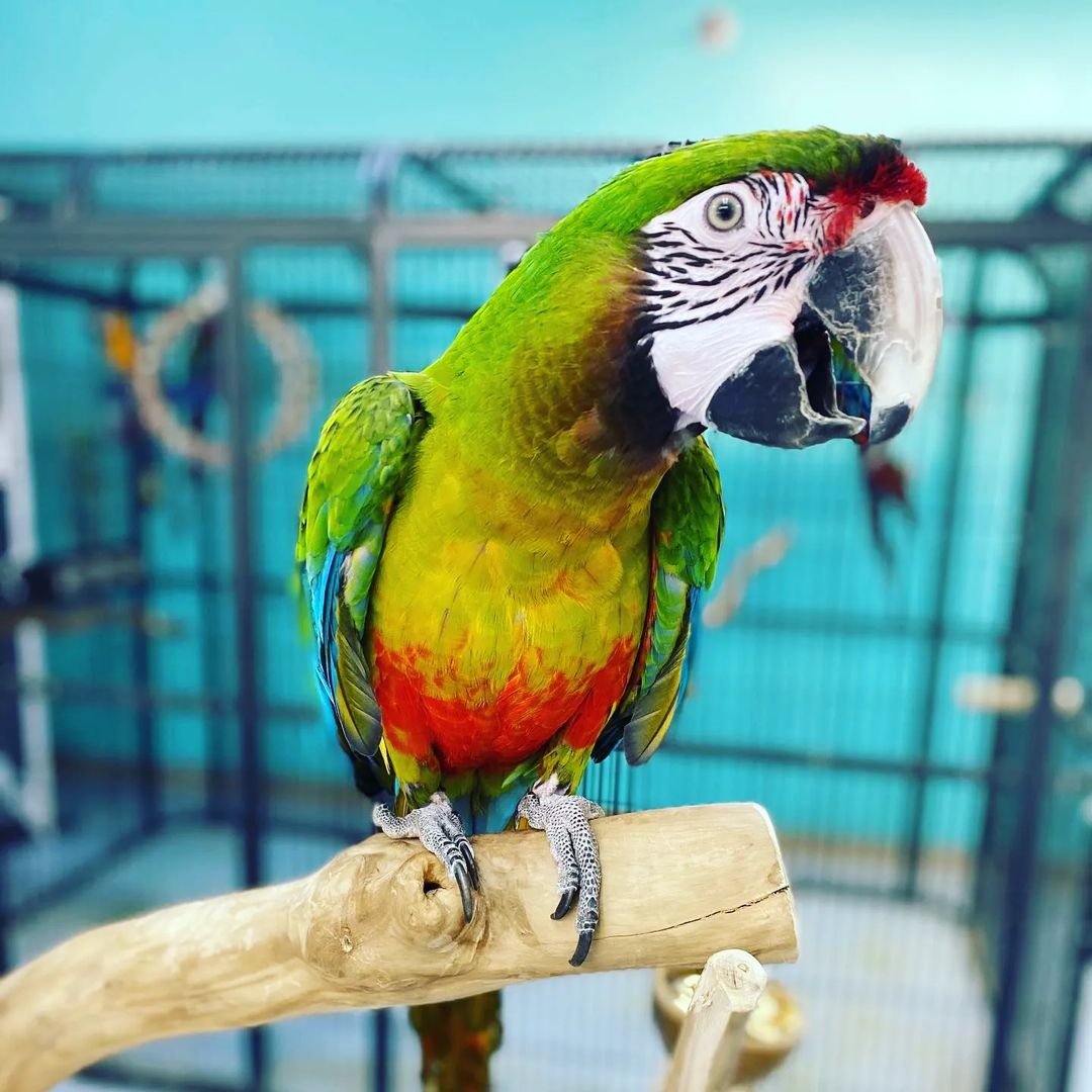 exotic.parrots.bh_2982968549341404569_46370911763_0_1080x1080