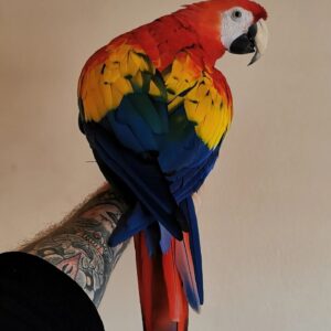 Rainbow Scarlet Macaw Parrot