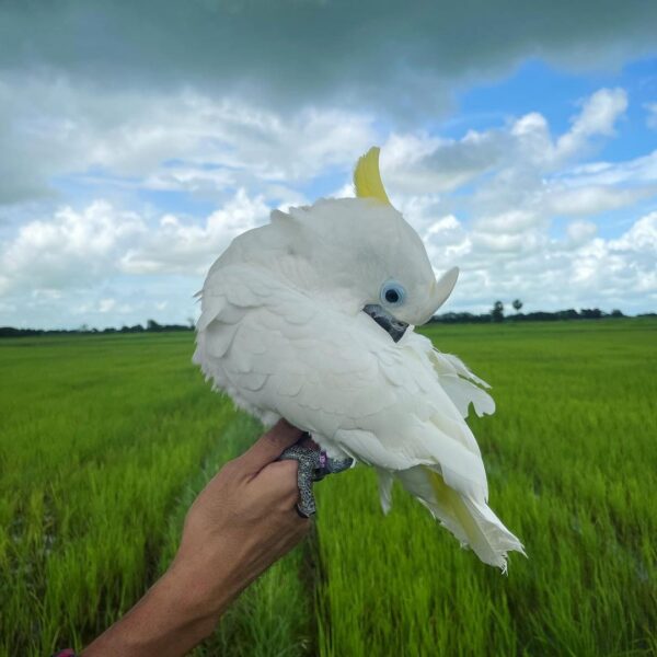 freeflightparrot_mm_235570490_850999992281940_2203779937792208508_n-600x600