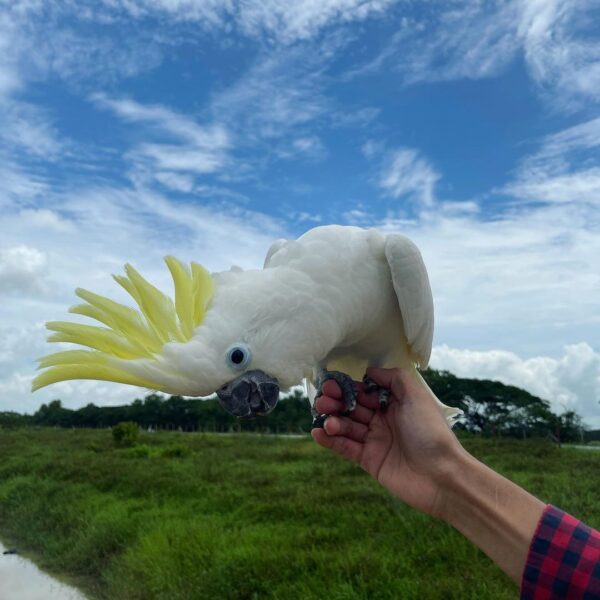 freeflightparrot_mm_236409318_981364712697550_4369762848934537536_n-1-600x600