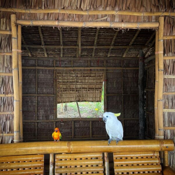 freeflightparrot_mm_242611722_354314716479253_591892152633950912_n-600x600