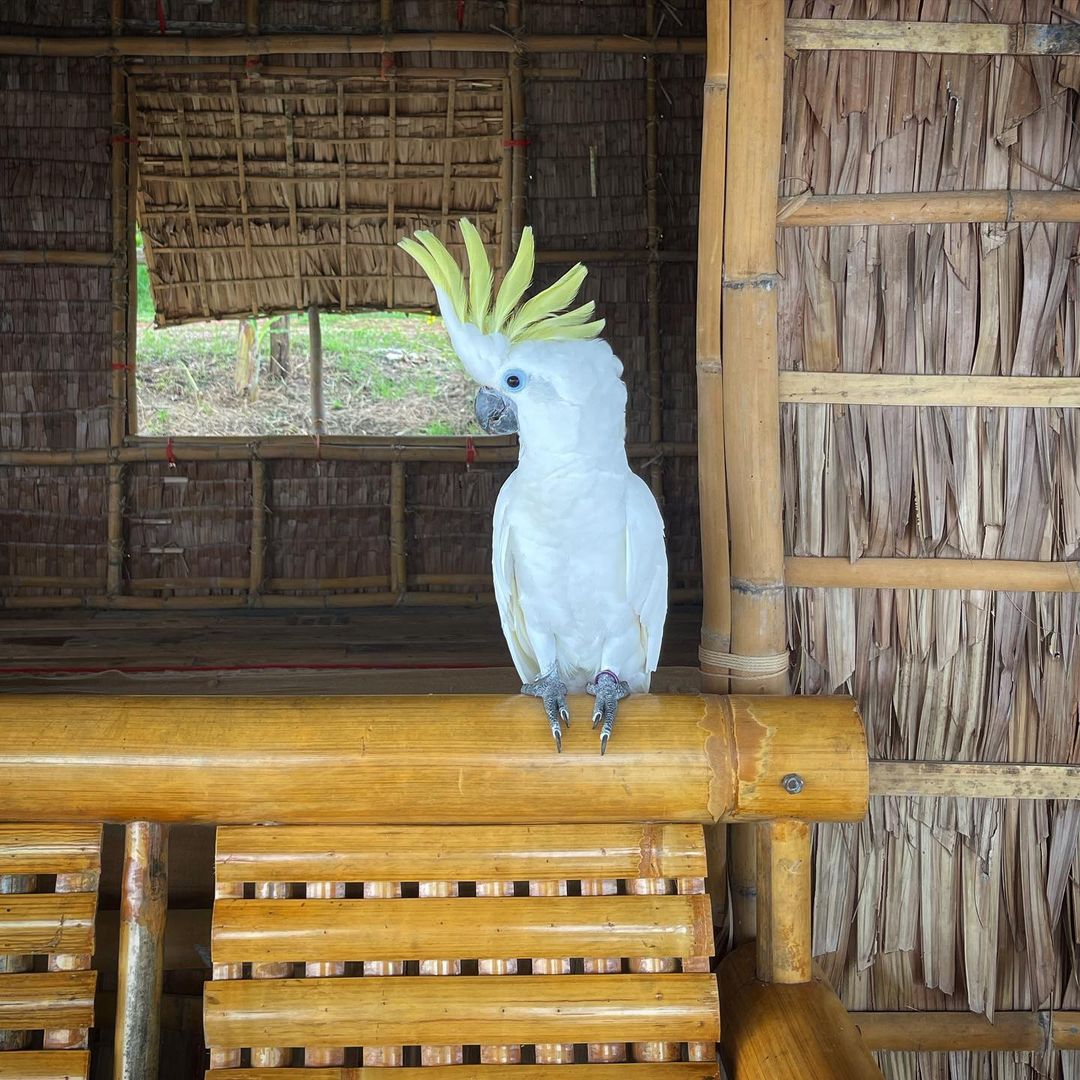 freeflightparrot_mm_242708425_275852107695835_8421217040384432793_n (1)