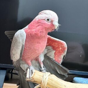 Female Galah Cockatoo Parrot