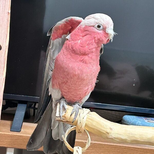 ginijakku_cokatoo-___3045083319741353076_46004071367___--600x599