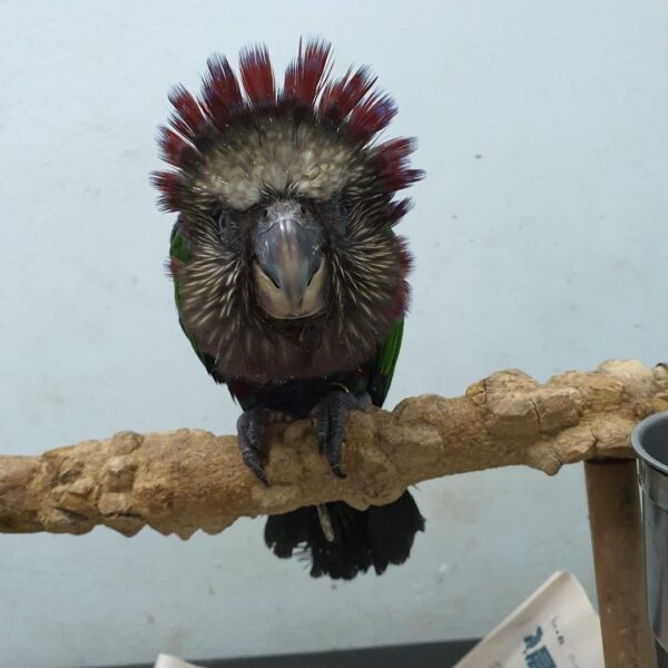 gt_the_hawkheaded_parrot_118053427_583639228972044_8999882840299627146_n-600x600