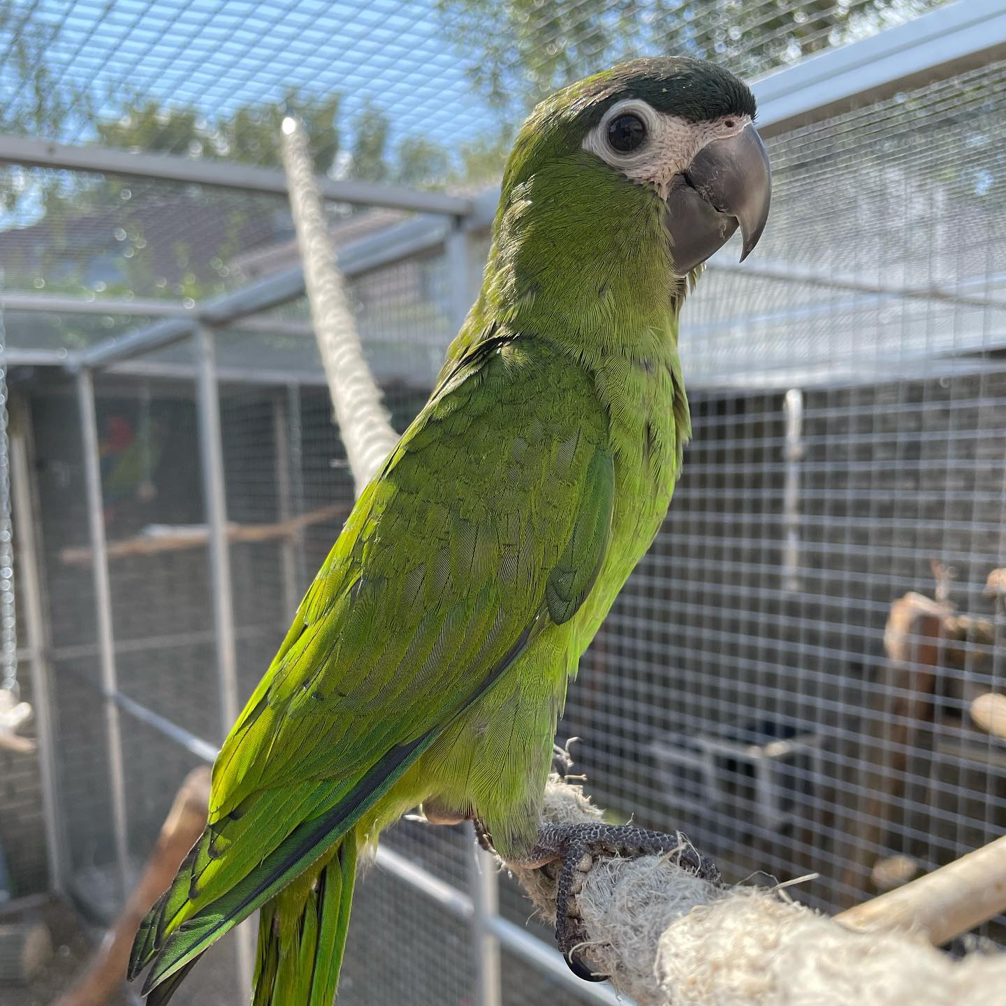 harecodierenvriend_2640793692894253509_353235199_1_1440x1440