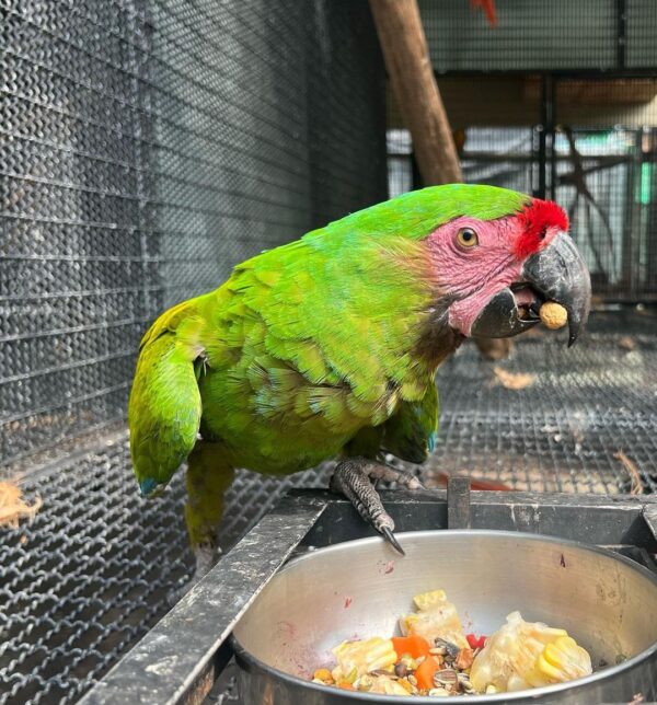 houseofmacaws_2989345144964938484_6084460396_2_1080x1160-600x644