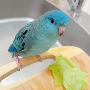 5-Month-Old Male Quaker Parakeet