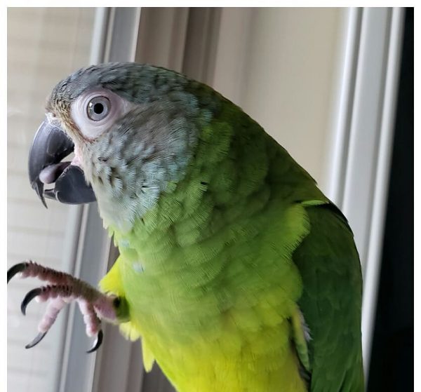 kai_theconure_107286328_724794338078980_2163131142638242539_n-e1597685355824-600x559-1