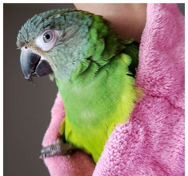 kai_theconure_117205942_138625567896680_3035252693354074288_n-e1597685368794-600x562-1