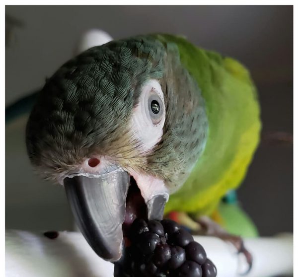 kai_theconure_117527067_3229451177148743_1991510386336962526_n-e1597685384763-600x558-1 (1)