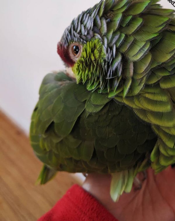 lilac_yoshi_the_amazon_72783036_2512421812321751_3017791274014799104_n-e1597631890685-600x756-1