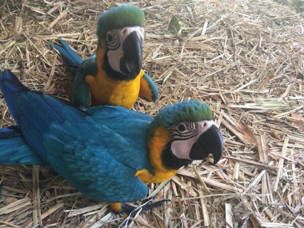 macaw008-600x450