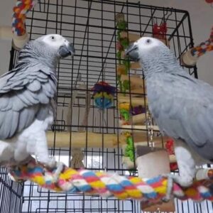 Male and Female Congo African Grey