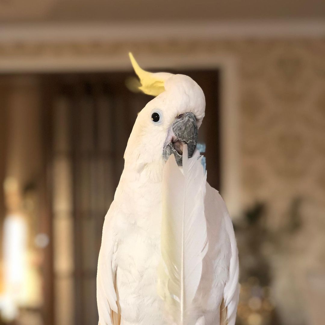 makan_cockatoo_194174450_2842553202649404_112571103328539321_n