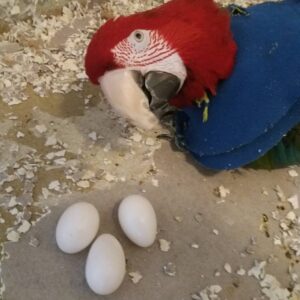 Scarlet Macaw Parrot Eggs