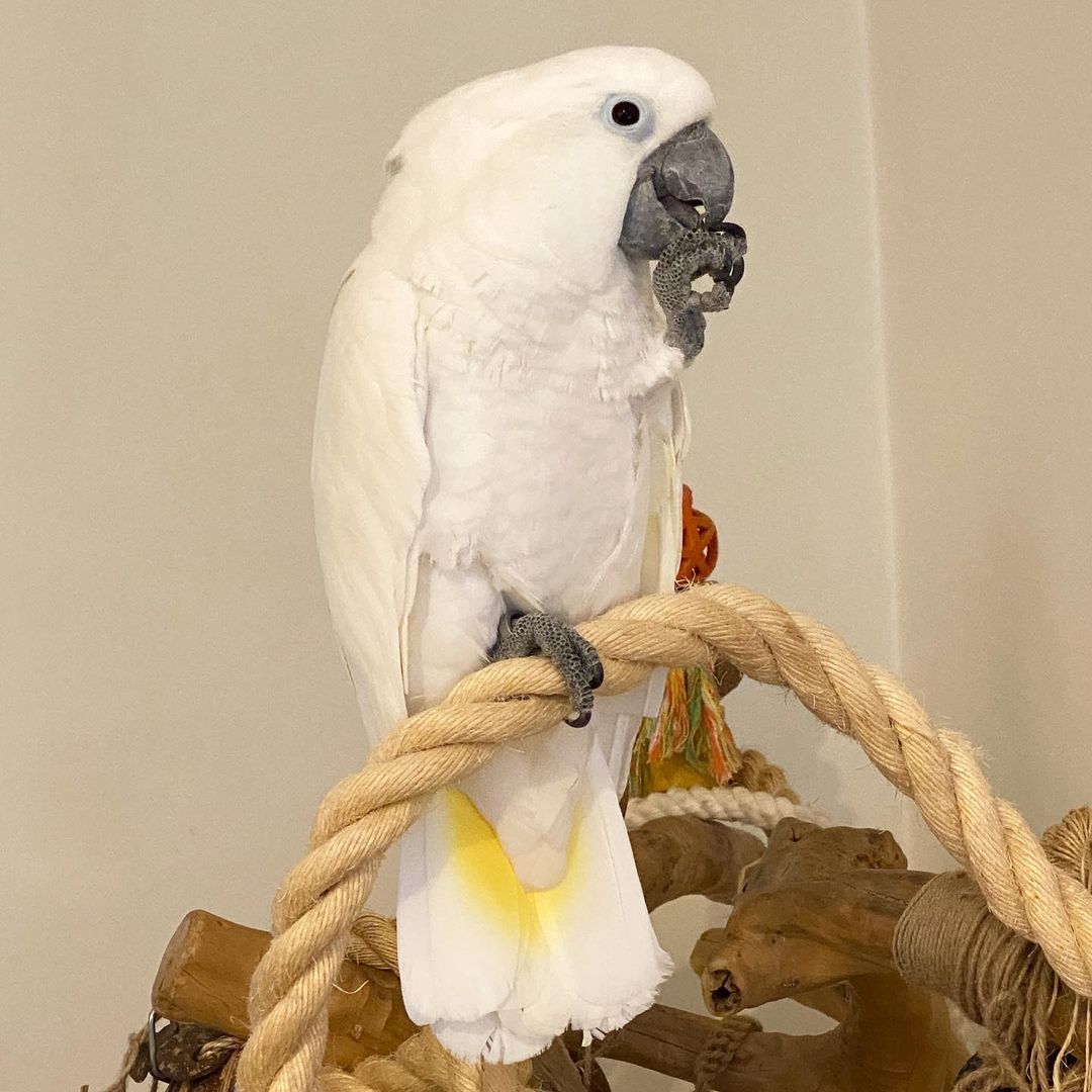 marnithecockatoo_2458029487497053459_3028206464_0_1080x1080