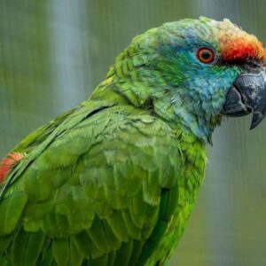 Male Amazon Parrot