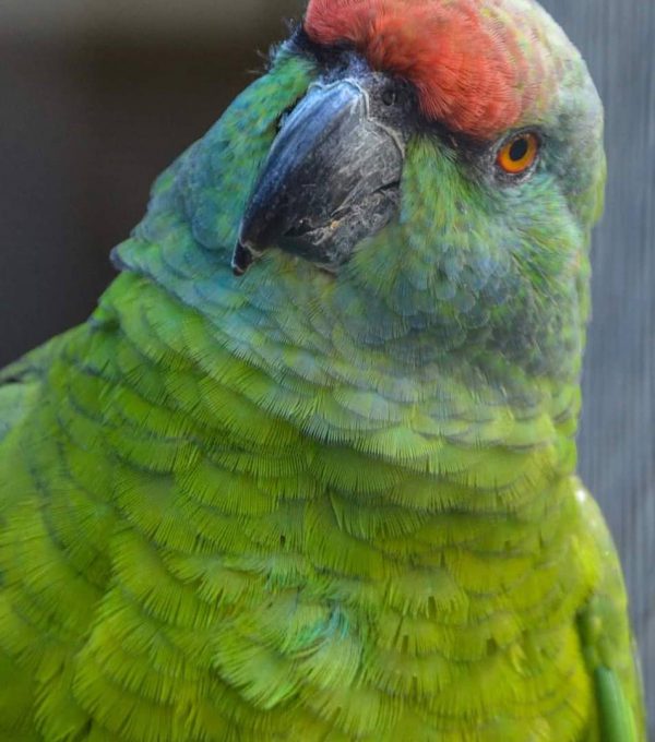 martingloor_94125199_575926559708855_502699887006858060_n-e1597698492531-600x680-1