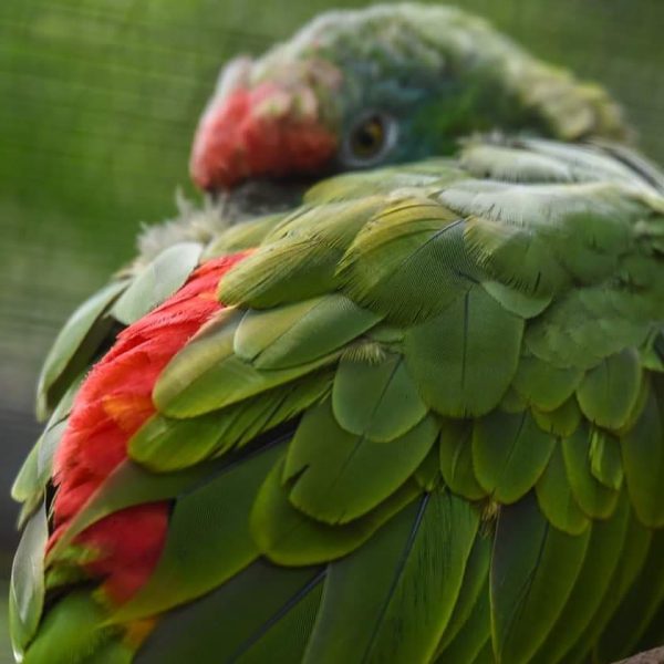 martingloor_94474491_522903858326051_3176731949262335374_n-600x600-1