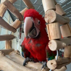 8-Month-Old Female Scarlet Macaw