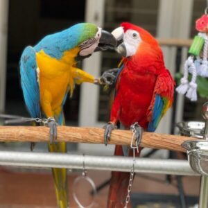 Bonded pair male and female macaws